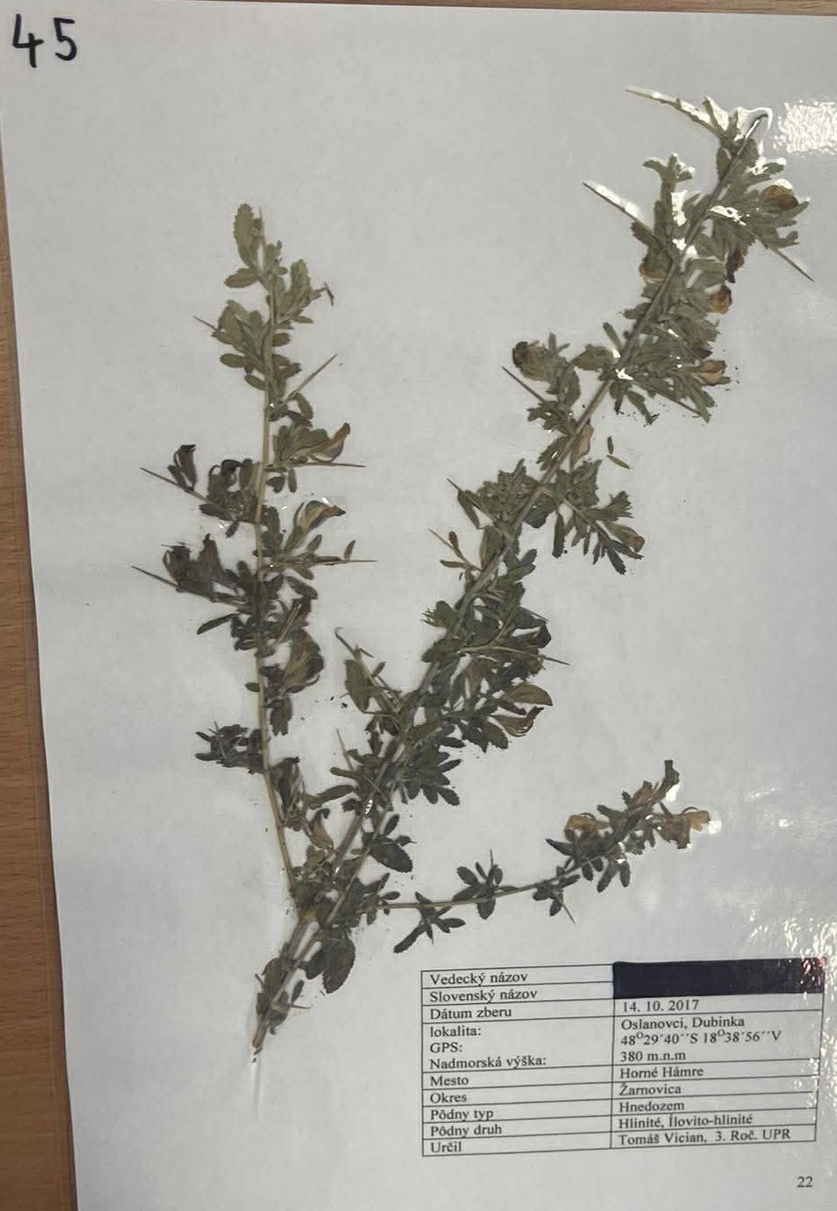 Rastlina Ononis spinosa